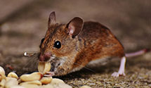 24 Hour & Emergency Exterminators in Sevierville, TN